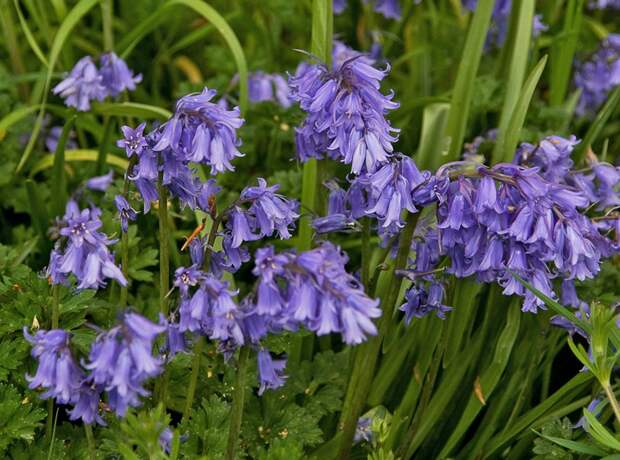 Гиацинтоидес 7