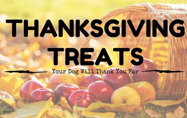 10 Thanksgiving treats your dog will woof over.