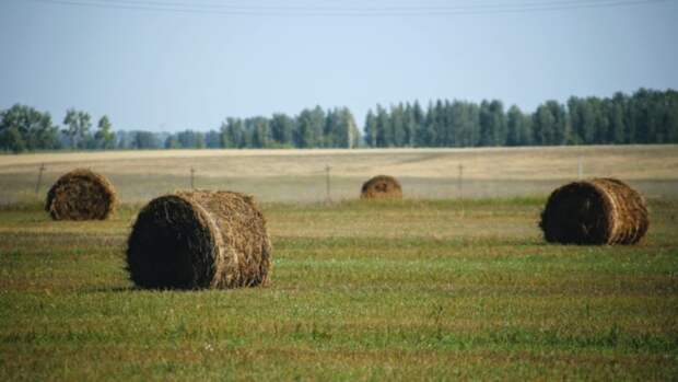 Уборка сена в Алтайском крае / Фото: amic.ru