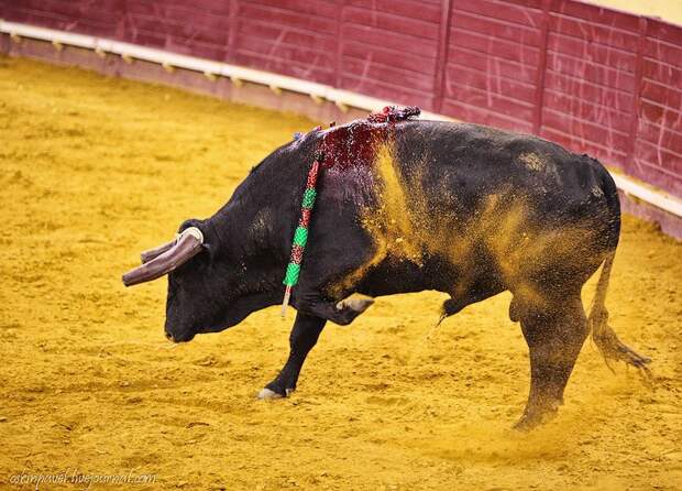 14 любопытных фактов о португальской корриде corrida13 14 любопытных фактов о португальской корриде