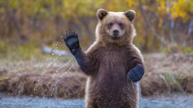 Омичей попросили не кормить медведей и не бегать рядом с ними ynews, животные, интересное, медведи, омск, опасность, фото