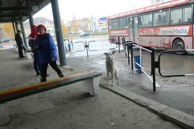 Пес преданно встречает каждый междугородный автобус. Фото: Маргарита Сидорова. 
