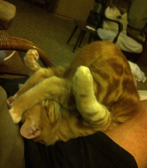 30 фотографий, которыми коты могут гордиться
