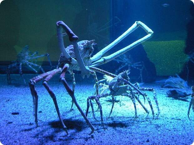 Японский краб-паук или гигантский краб (лат. Macrocheira kaempferi) Японский краб-паук или гигантский краб (лат. Macrocheira kaempferi)