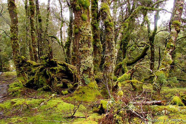 Покрытые мхом деревья вдоль пешеходной тропы в одном из заповедников Тасмании.