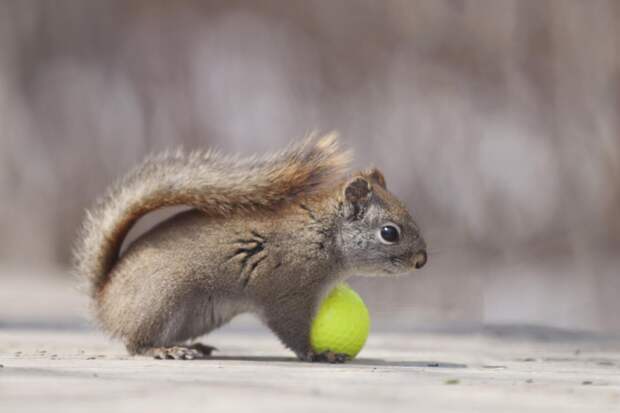 Фотография забавная жизнь белок Andre Villeneuve Фотография забавная жизнь белок Andre Villeneuve