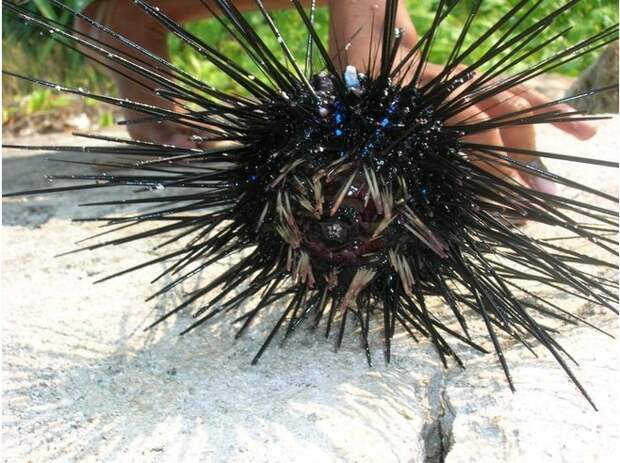 Морской еж