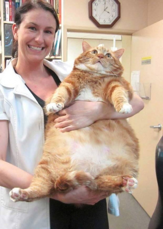 Большие коты