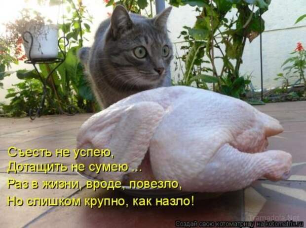 Котоматрица 18