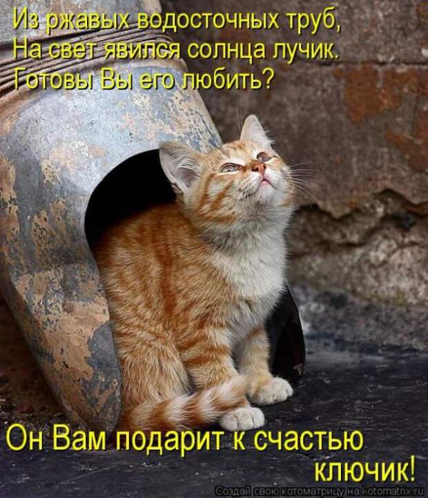Котоматрицы (картинки с надписями)