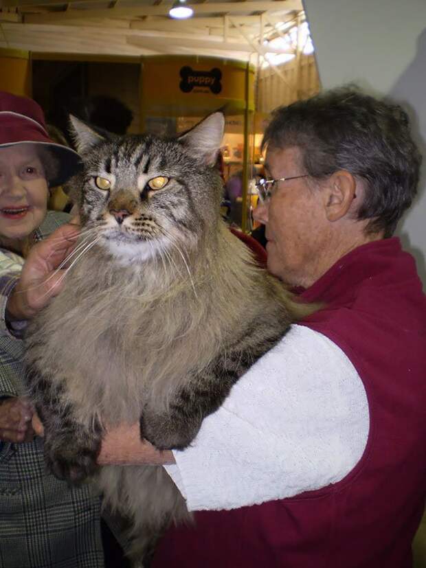 самая большая кошка 