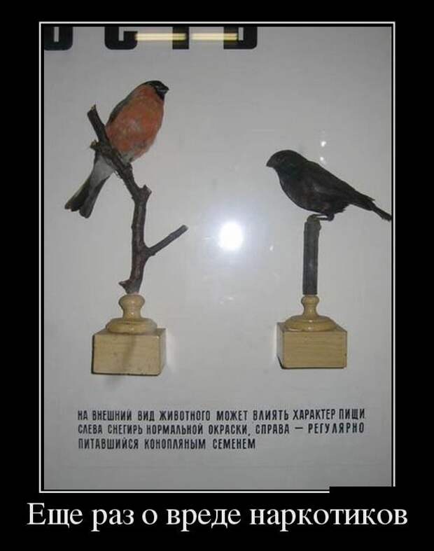 Демотиваторы (30 фото)