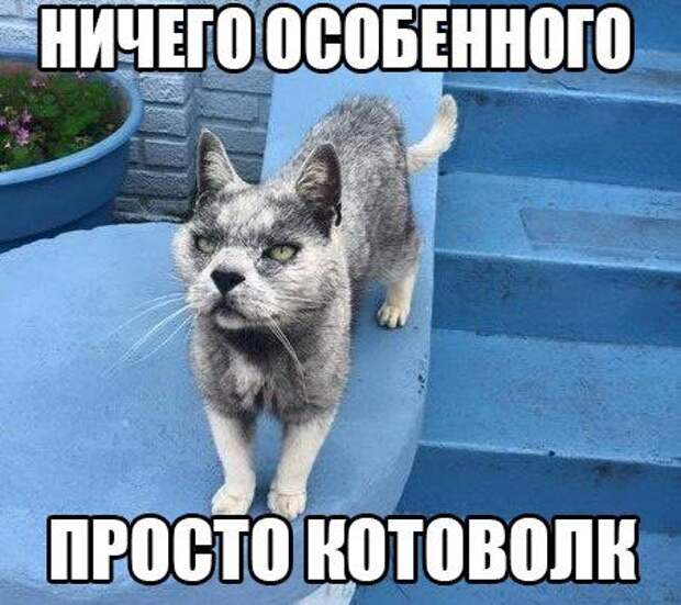 Смехотерапия Писца. Закаляйся!