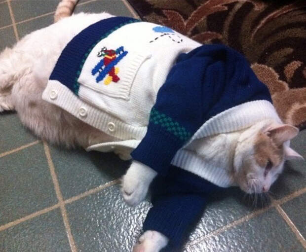 кошка в кардигане 