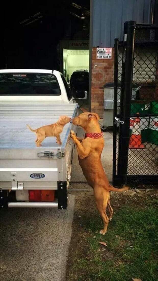 Животные-очаровашки (26 фото)