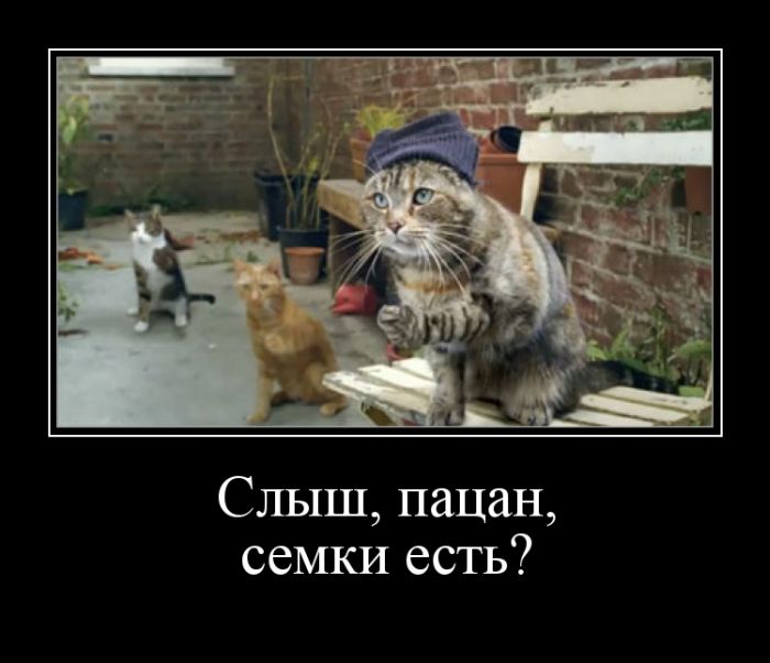 Демотиваторы