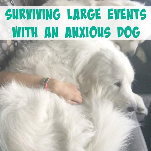 Great Pyrenees