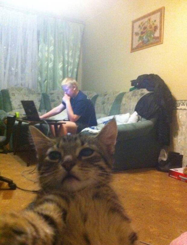 Приколы с котами. часть 12 (29 фото)