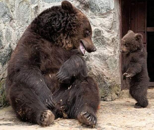 Строгая мама звери, зоопарк, медведи
