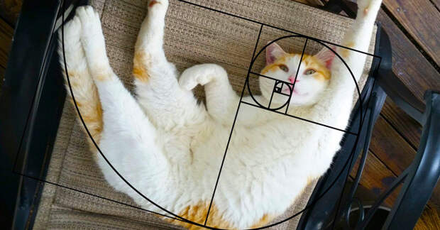 10 последовательностей Фибоначчи в доказательство того, что коты идеальны животные, коты, совершенство