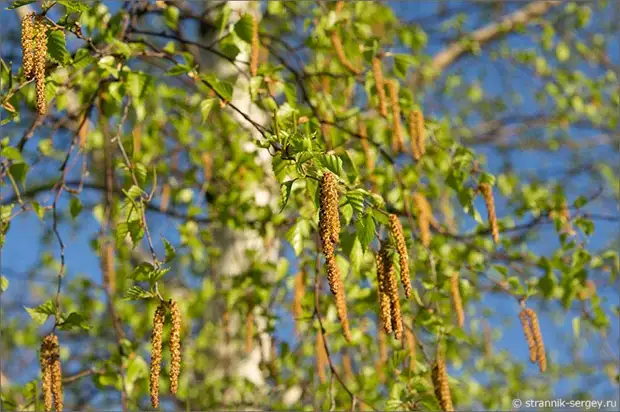 Когда цветут берёзы 