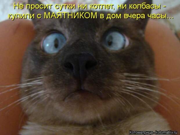 Котоматрица №33