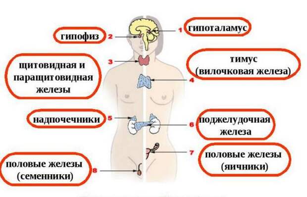 Польза голодания: улучшение выработки гормонов.