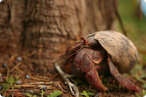 Карибский краб-отшельник (лат. Coenobita clypeatus)