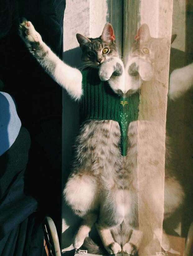 Коты и кошки (28 фото)