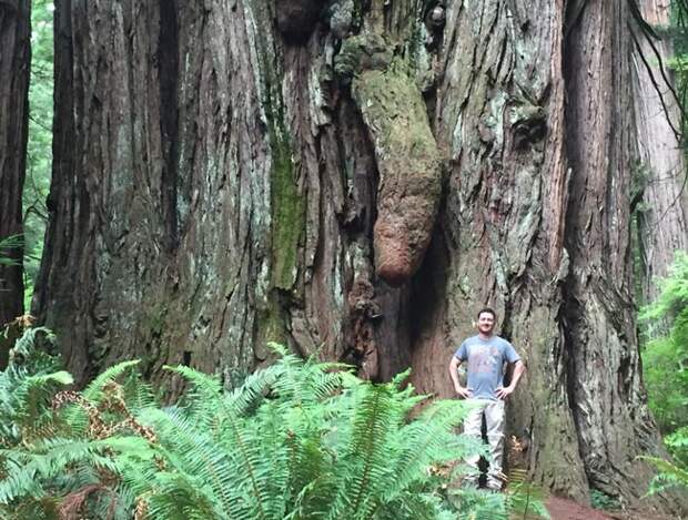 Giant-Red-Wood
