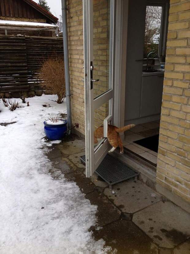 5. «У меня есть своя дверь. Это принципиально» животные, кошка, логика