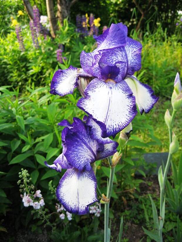 iris_borodatiy_8_b (480x640, 94Kb)