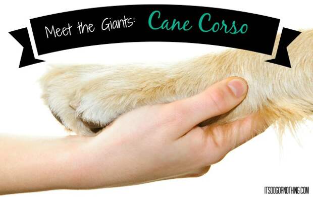 This week on Meet the Giants, we're talking about the Cane Corso! Read more for tons of fabulous breed information!