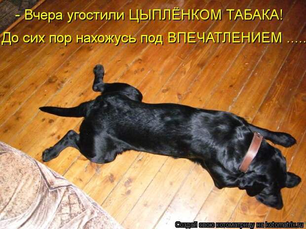 Котоматрица: - Вчера угостили ЦЫПЛЁНКОМ ТАБАКА! До сих пор нахожусь под ВПЕЧАТЛЕНИЕМ .......