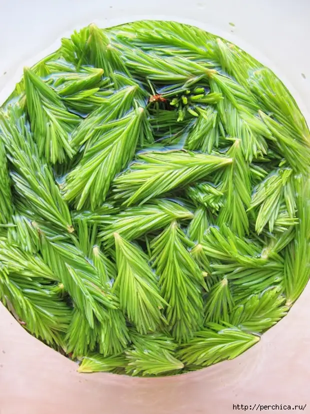 Где используют хвою. Живица ель. Ель строение дерева. Где используют хвою. Где используют хвою.