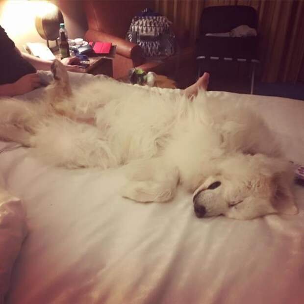 Great Pyrenees