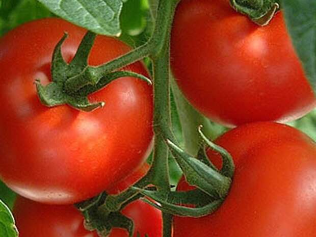 A Short History of the Tomato Plant - InfoBarrel