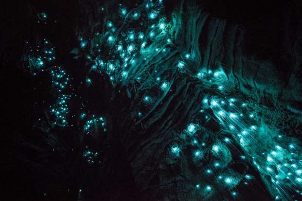 Фотограф запечатлел неповторимые сияющие пещеры Новой Зеландии!