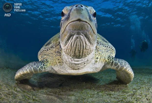 Категория: Wide-angle/Close Focus. 1 место. (Helmy Hashim/UnderwaterPhotography.com)