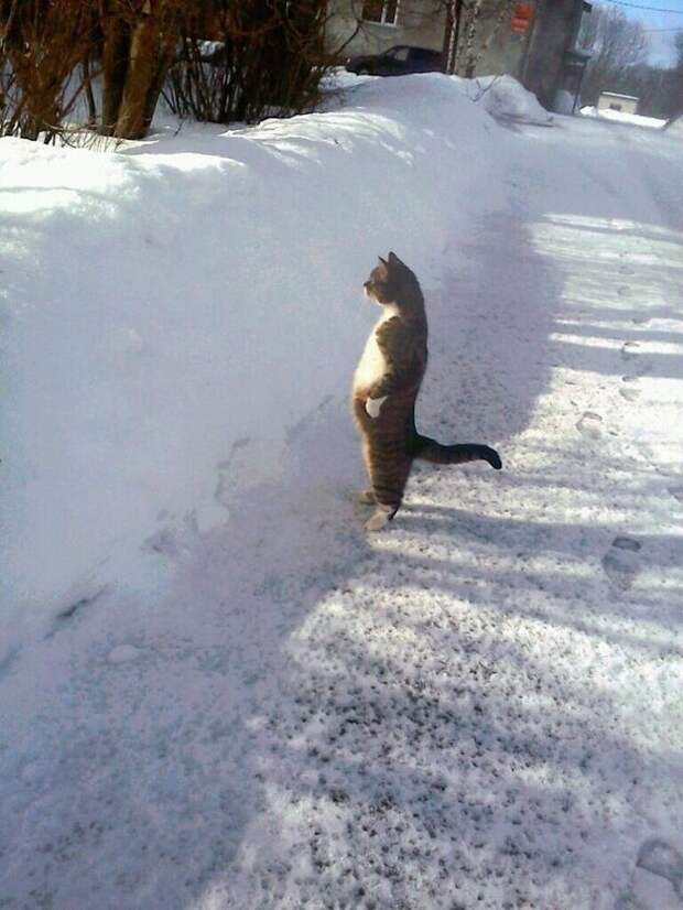 71. Александр Великий. 71. Александр Великий. животные, коты, позитив, фото