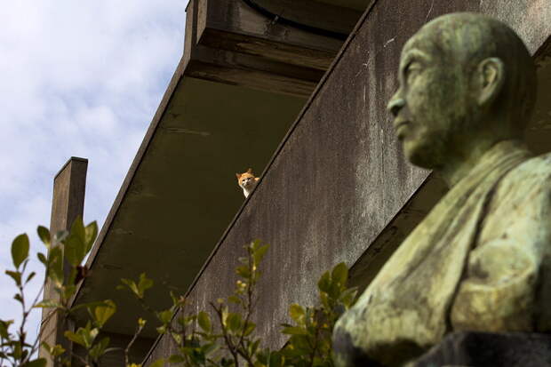 Кошачий остров Японии 