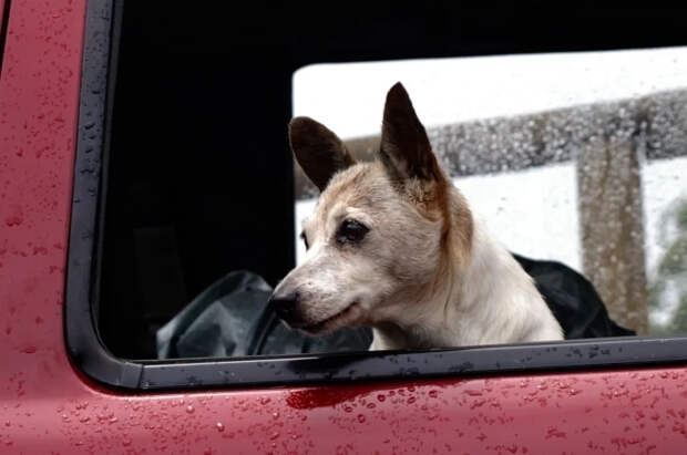 Ветеринар Латынина рассказала, спасет ли вашу собаку вакцинация от клещей