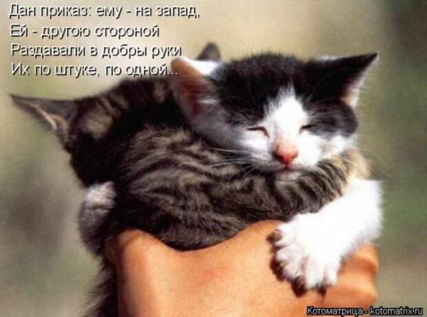Котоматрицы(картинки с надписями)