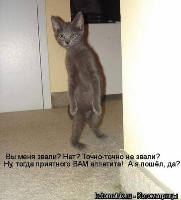 Котоматрица новые за неделю.
