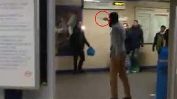 В Лондоне мужчина с криком «За Сирию!» перерезал пассажиру метро горло