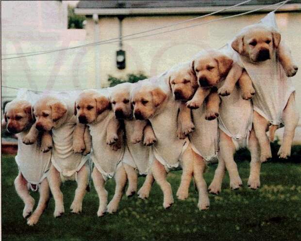http://img1.liveinternet.ru/images/attach/c/10/111/238/111238755_3365150_1wholetthedogsout6nk.jpg