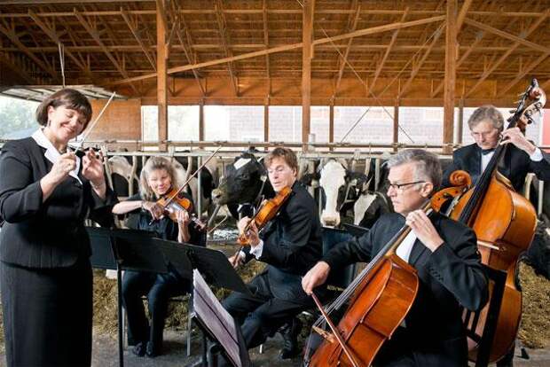 коровы дают больше молока под музыку