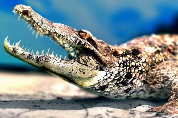 http://www.9jcg.com/tutorials/Massimo_Righi/Sunbathing_alligator_modeling/large/Sunbathing_alligator_modeling_01.jpg