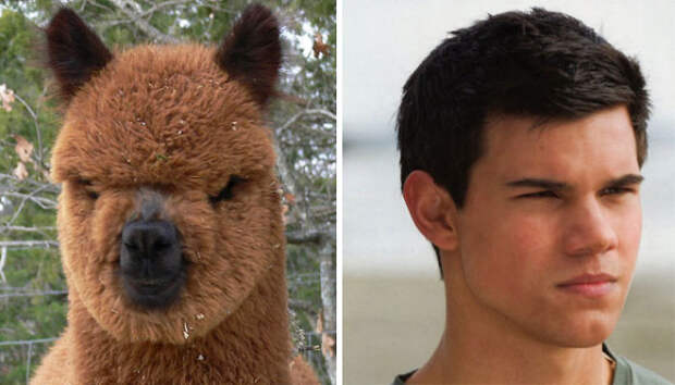 Alpaca Looks Like Taylor Lautner