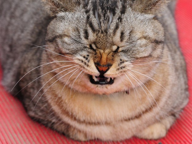 коты в похмелье